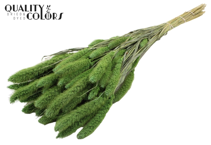 Setaria per bunch Frosted Mint green