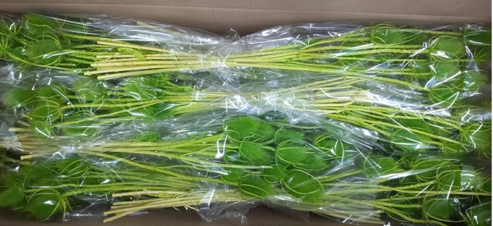 DF Dipsacus Dark Green Bs 130g