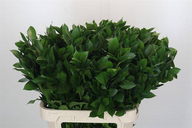 <h4>RUSCUS HYPOPHYLLUM</h4>