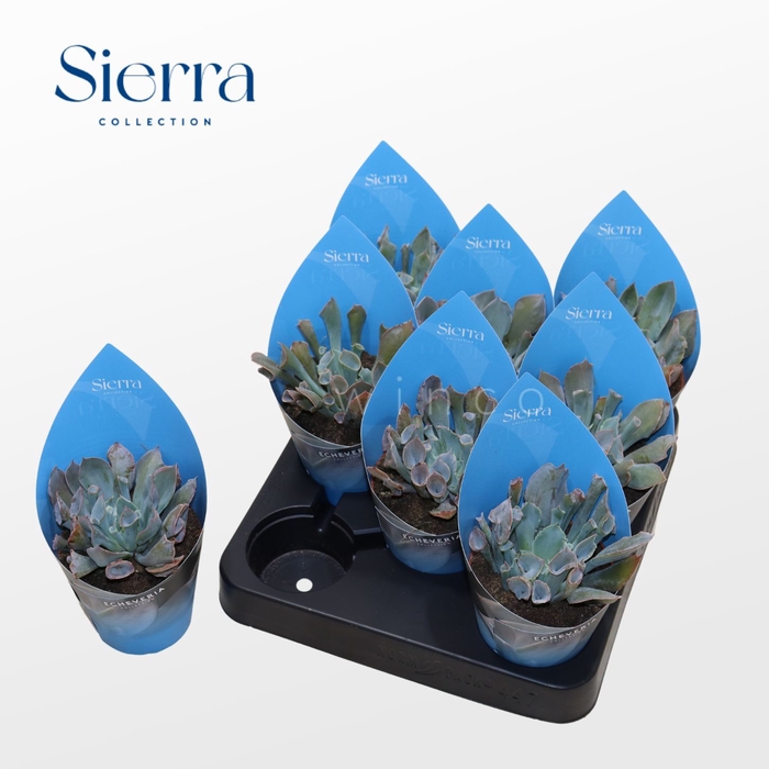 Echeveria Trumpet (Sierra) Sierra Collection