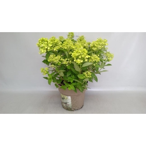 Hydrangea pan. 'Panflora'