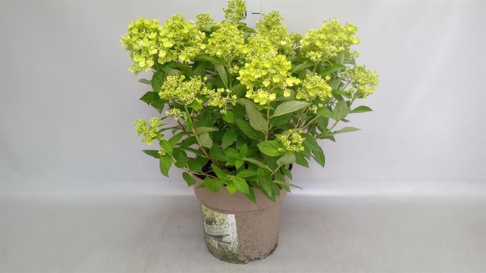 <h4>Hydrangea pan. 'Panflora'</h4>