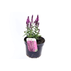 Salvia nemorosa Sensation Rose