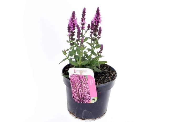 <h4>Salvia nemorosa Sensation Rose</h4>