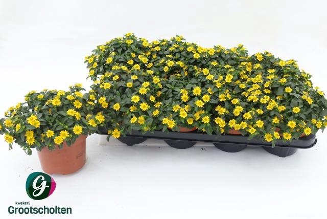 <h4>SANV YELLOW BEAUTY</h4>