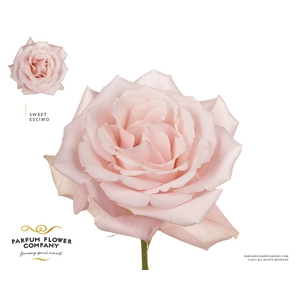 Rosa Premium Sweet Escimo