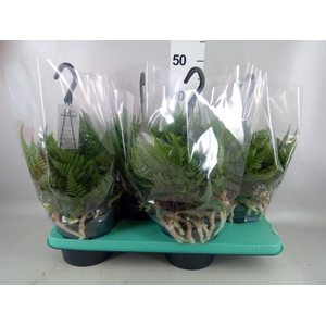 Humata griffithiana var. tyermannii