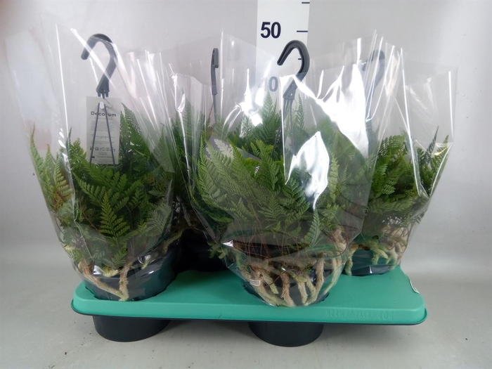 <h4>Humata griffithiana var. tyermannii</h4>