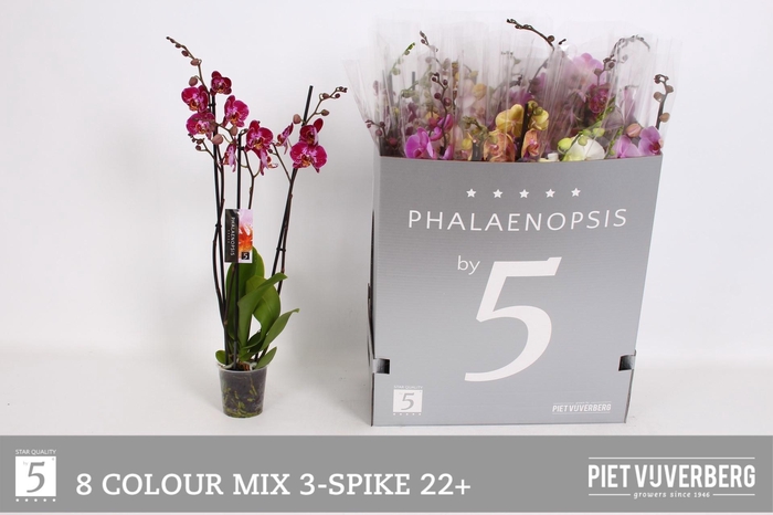 <h4>PHAL GEM 8 KL</h4>