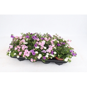 Calibrachoa 'Pink Pettycoat'Pink/white/lichtblue