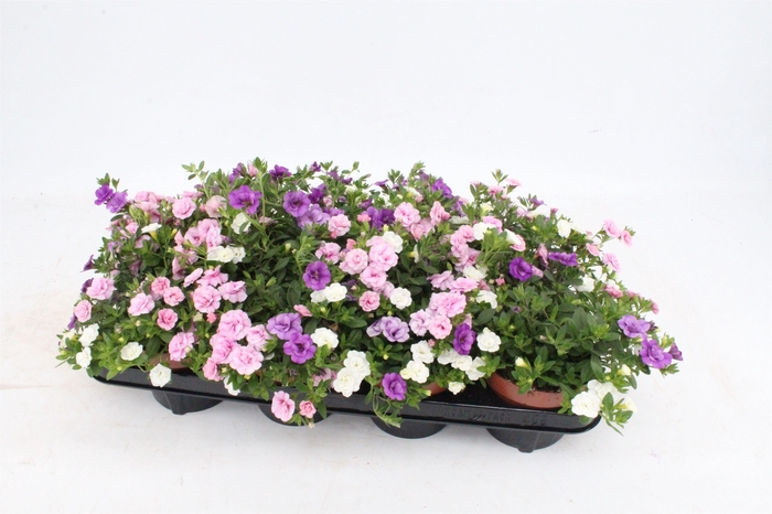 <h4>Calibrachoa 'Pink Pettycoat'Pink/white/lichtblue</h4>