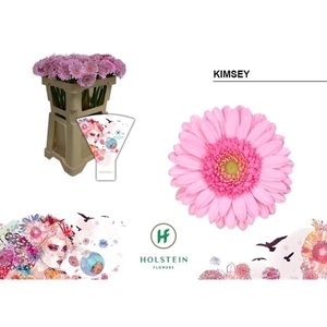 Ge Mi Kimsey - Holstein