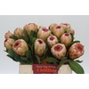 Protea Grandicolor