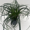Carex oshimensis