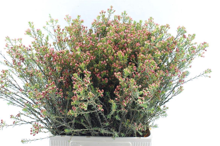 <h4>Chamelaucium Adi Knop</h4>