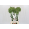 Allium Catweazle