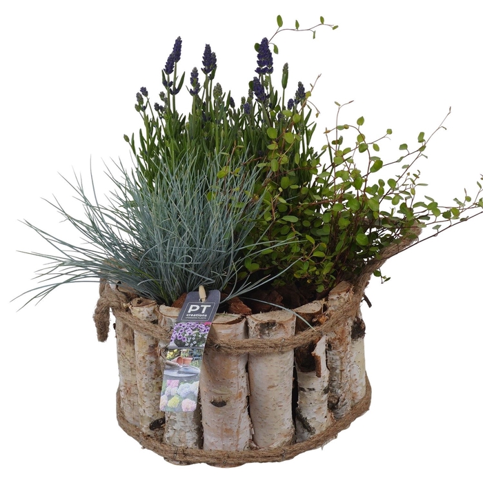 <h4>Arr.   Tuinplanten L%</h4>