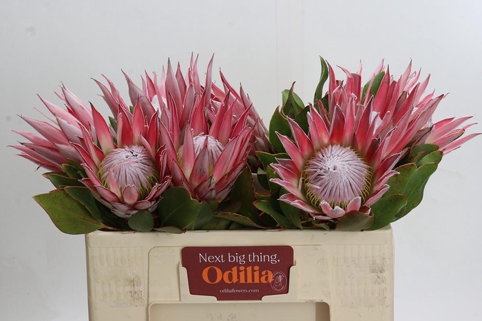 <h4>Protea Cynaroides</h4>