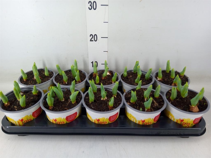 <h4>Tulipa DU 'Yellow Baby'</h4>