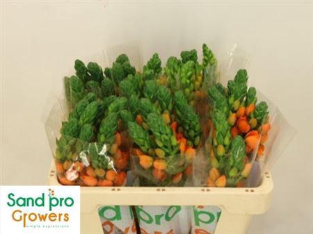 <h4>Ornit Db Sunray</h4>