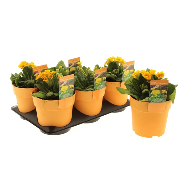 <h4>Primula Veris Pure Yellow</h4>