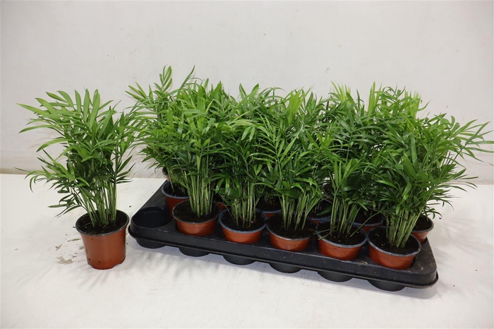 <h4>Chamaed Elegans</h4>