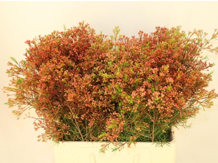 <h4>CHAME UN VEGA BLAD</h4>