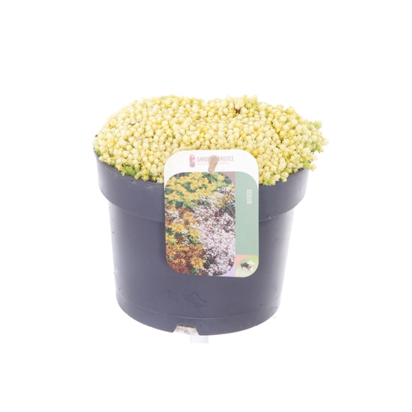 <h4>Sedum acre Yellow Queen</h4>