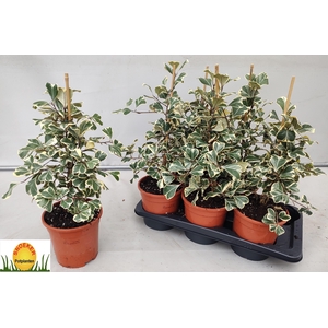 FIC NATAL SWEETHEART