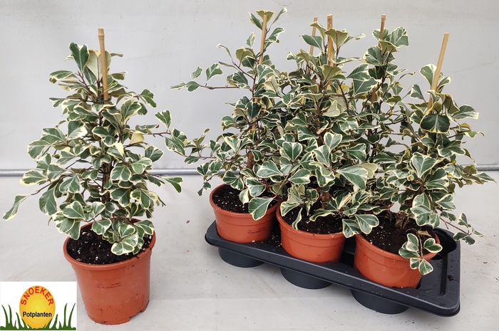 <h4>FIC NATAL SWEETHEART</h4>