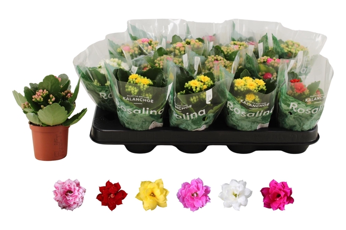 <h4>KAL GE RO GEM 6 KL</h4>