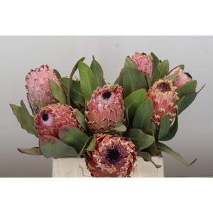 Protea Barbigera Air