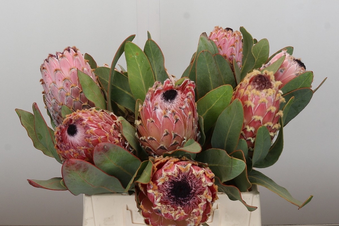 Protea Barbigera Air