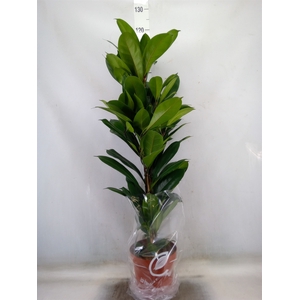 Ficus cyathistipula