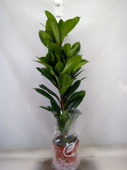<h4>Ficus cyathistipula</h4>