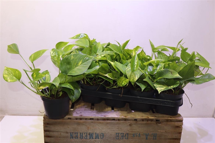 <h4>arr8 Epipr Aureum</h4>