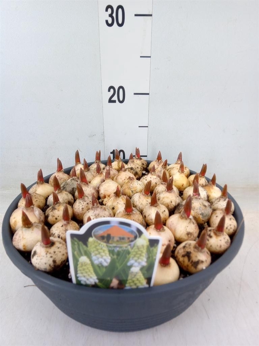 <h4>Muscari 'Esther'</h4>