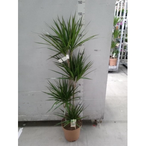 Dracaena marg.