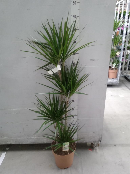 <h4>Dracaena marg.</h4>