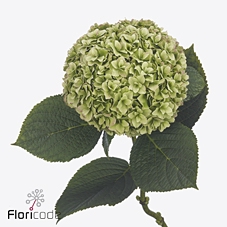 Hydrangea royal higness (classic)