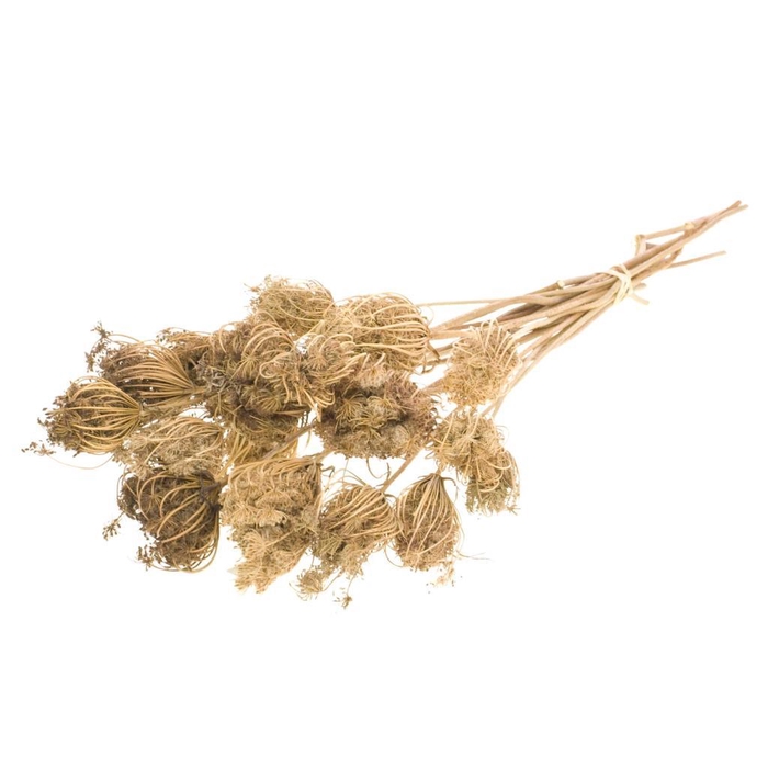 <h4>Ammi Majus Medium 10pc Natural</h4>