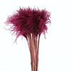 Dried Stipa Feather Dark Cerise