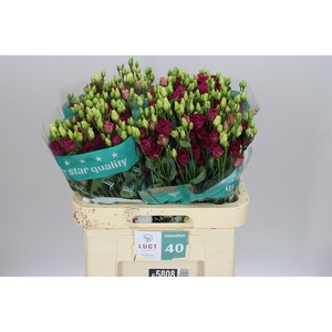 Eust Du Arosa Red