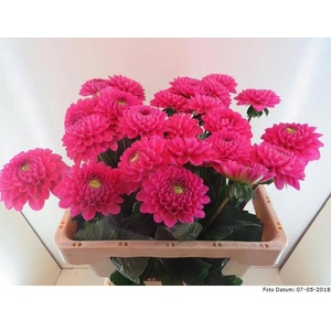 Dahlia Happy Hour Baars