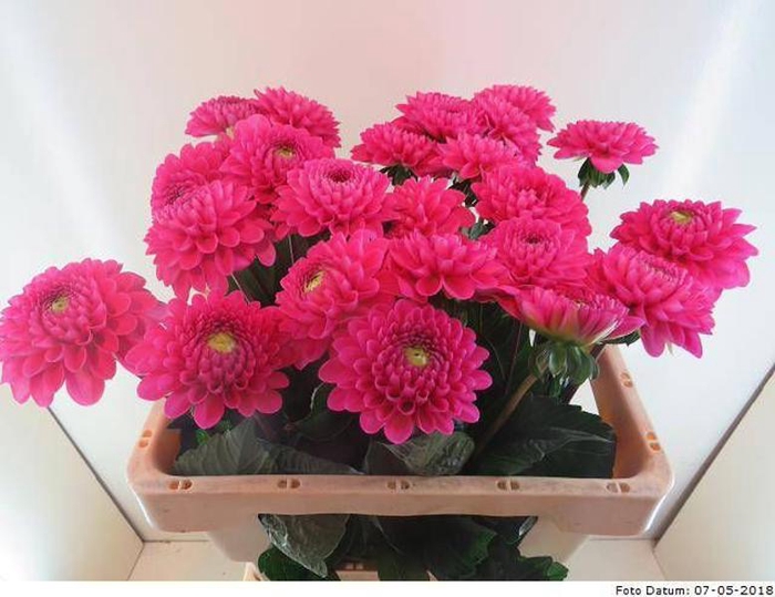 <h4>Dahlia Happy Hour Baars</h4>