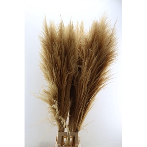 Dried Cortaderia Zaquara Semi Bleached 140cm