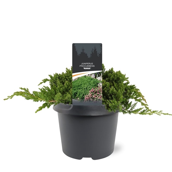 <h4>Juniperus procumbens 'Nana'</h4>