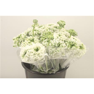 Ran. Pon Pon Igloo Super X L