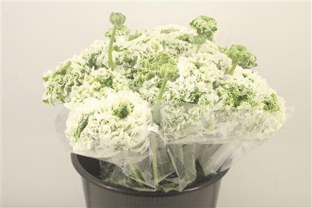 <h4>Ran. Pon Pon Igloo Super X L</h4>