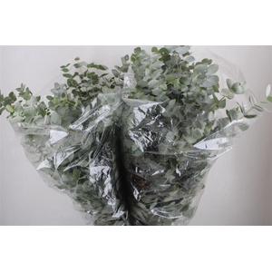 Euca Cinerea 200gr P Bunch